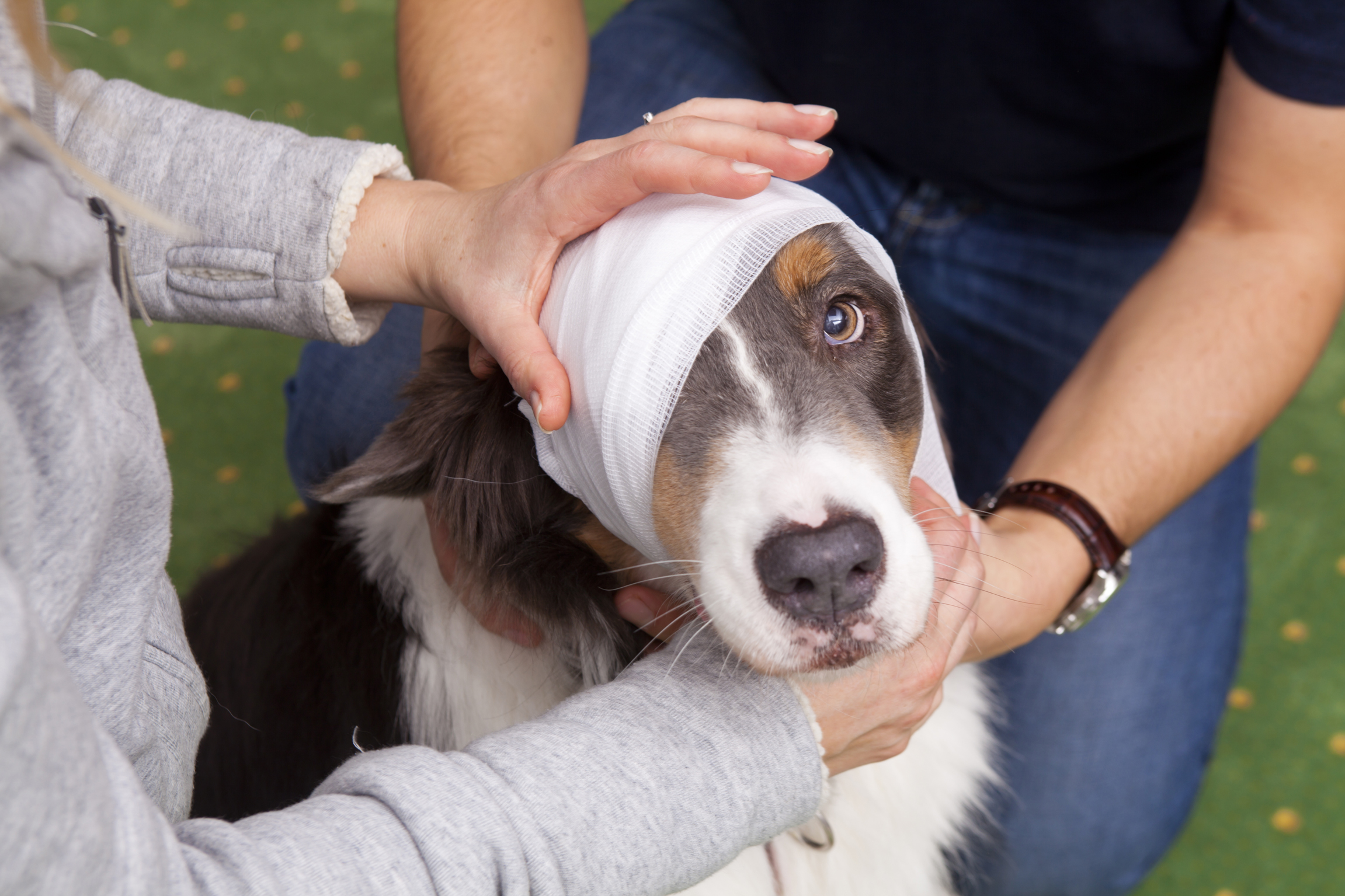 asb-eh-am-hund-p-nierhoff2015-034.jpg